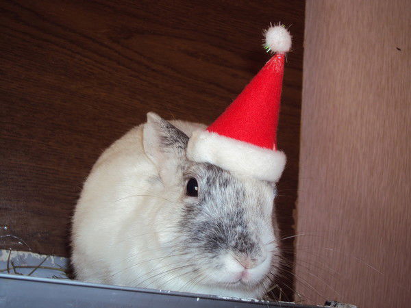 Евгений Олейник