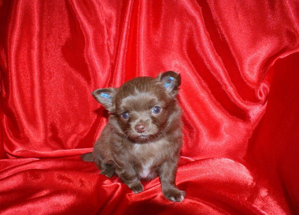 Наталья Шевченко