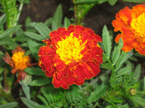 Ипкиппро Ра Институт