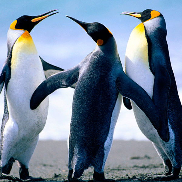 Артём Джагетян