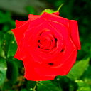 Galyunya Nundina