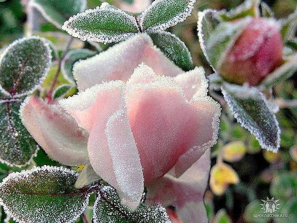 Дарижан Пазыловна