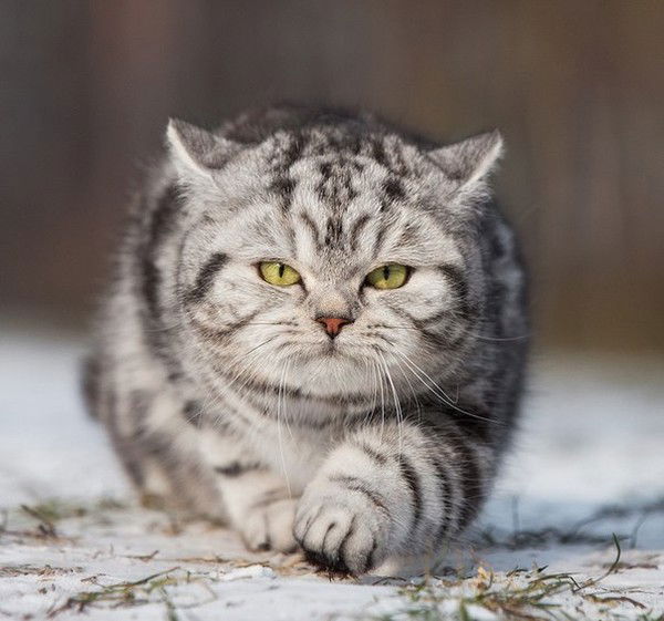 Мария Каргина