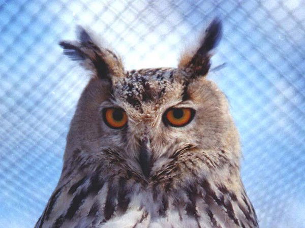 Максим Филин