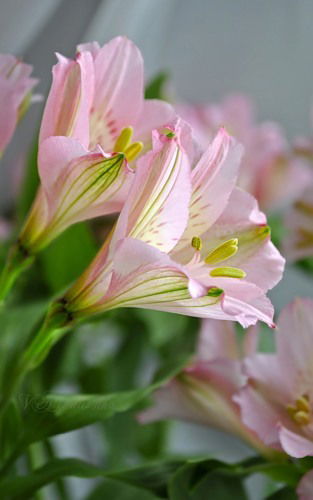 Ирина Птицына