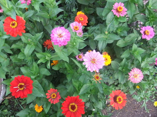 Людмила Цветцих(Панова)