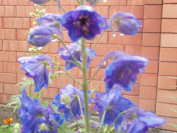 Наталья Сидельникова