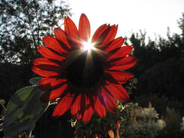 Сагадиева Джемма