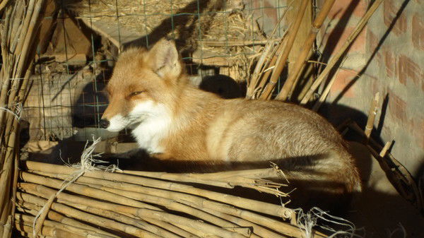 Ольга Дробинина