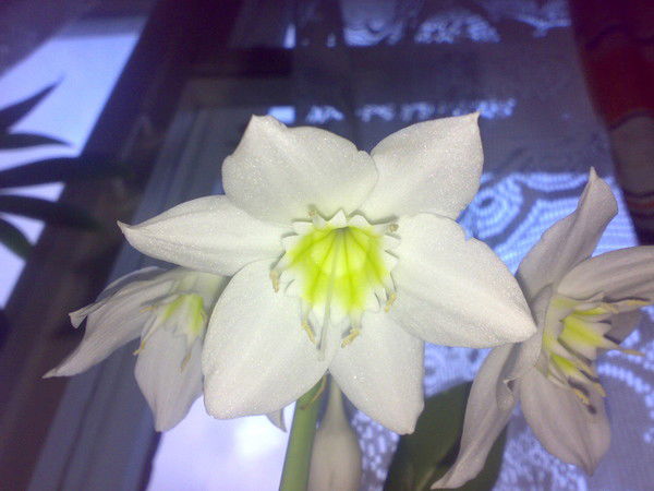 Маргарита Ритта