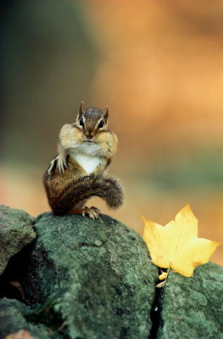 Сергей Яковлев