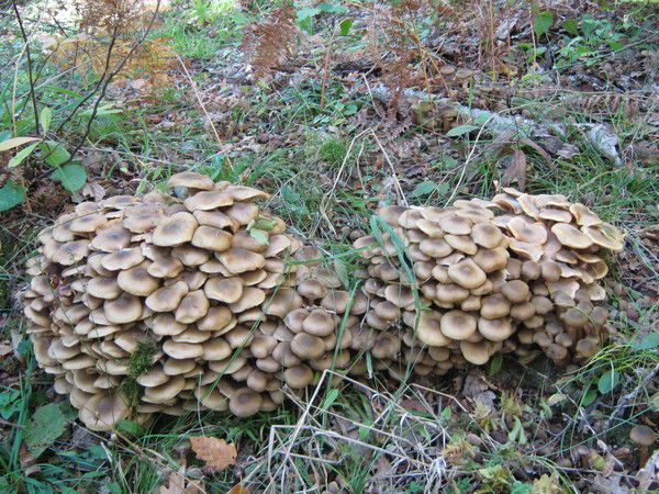 Татьяна Гапонова