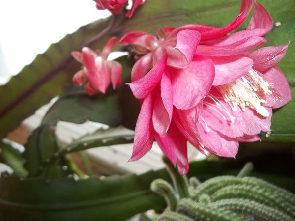 Ирина Седайкина