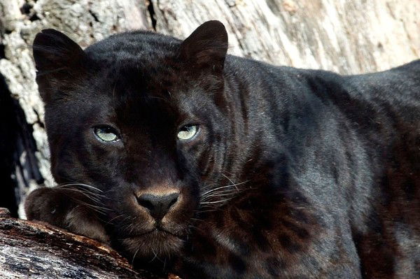 Марина Миронова