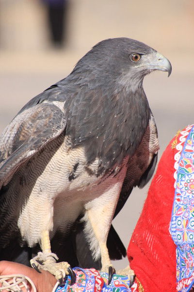 Sanata-9 Соколянская