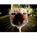 Devilcat Devilcat