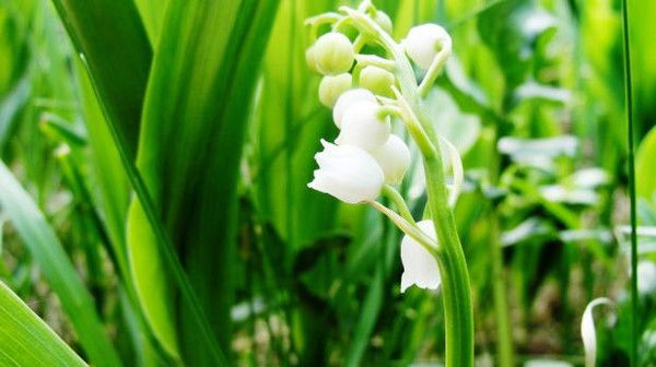 Лариса Булатова