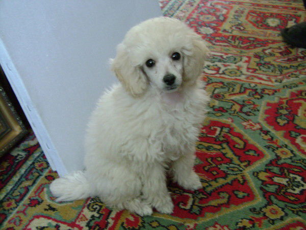 Олеся Леман