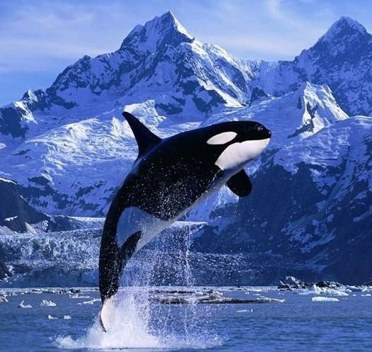 Александр Буренчук