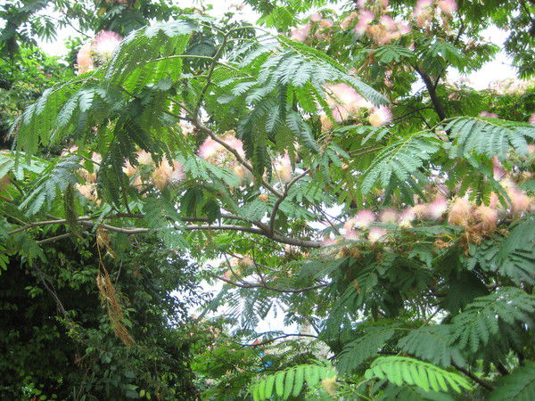 Алексей Шихов