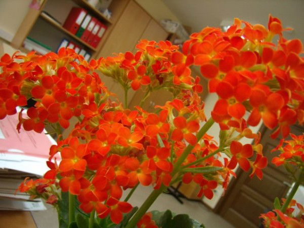 Елена Симонова