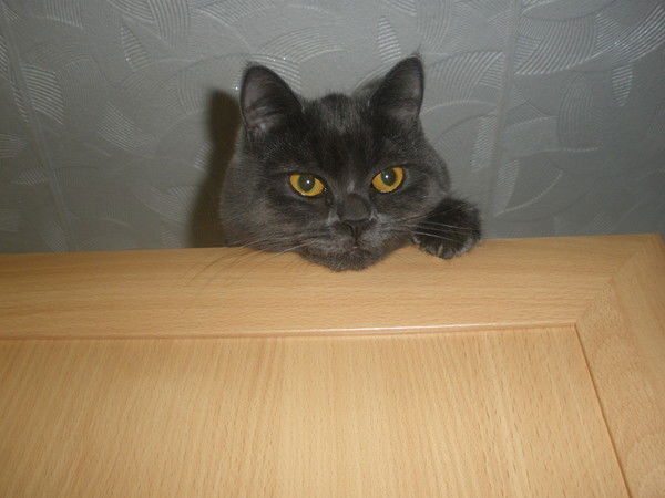 Дарья Шабанова