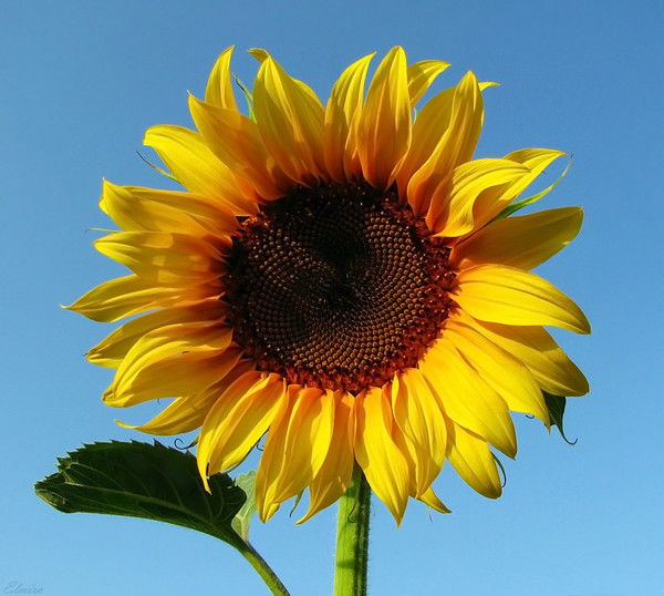 Татьяна Ефимова