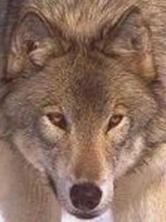 Инсур Шамигулов