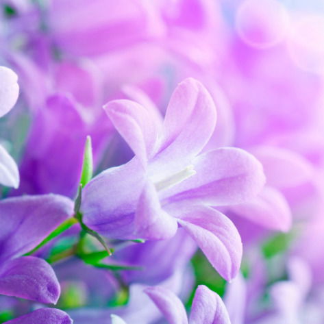 Ольга Жмыхова