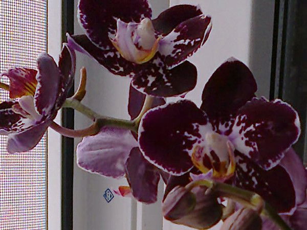 Любовь Траулько