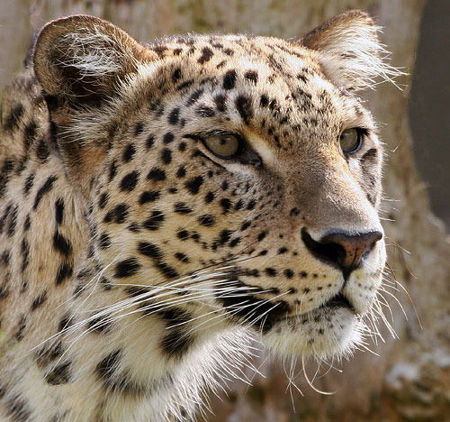 Евгений Сидоров