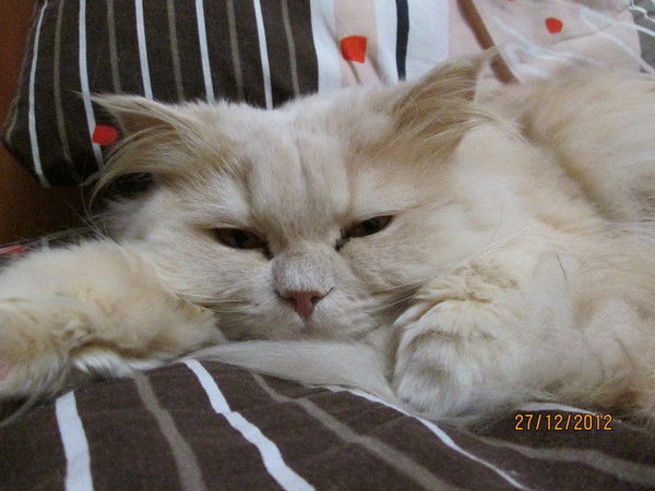 Елена Кочанова