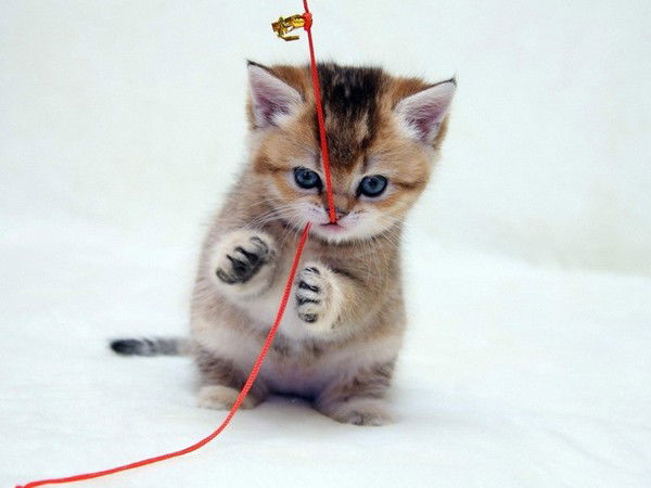 Наталья Блонская