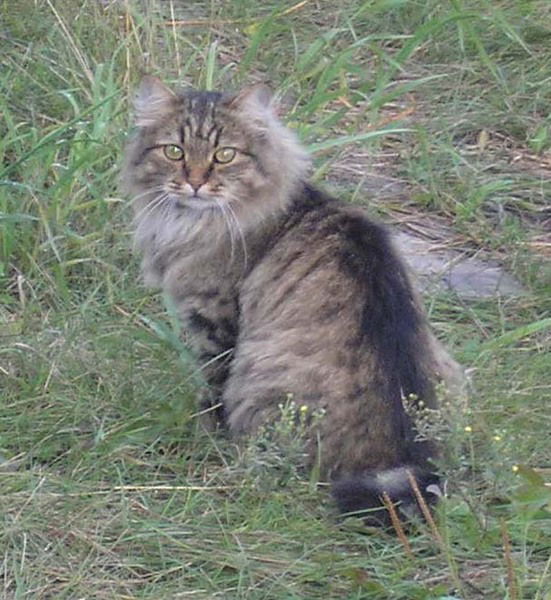 Георгий Кошкин