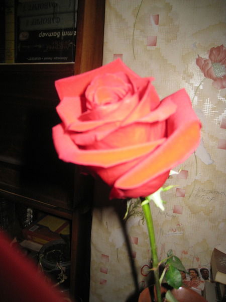 Александра Цой