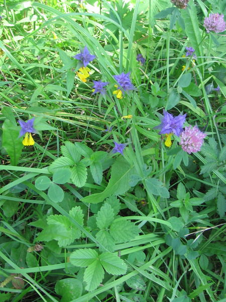 Елена Шарон