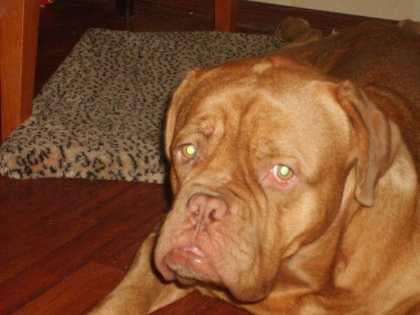 Михаил Сардер