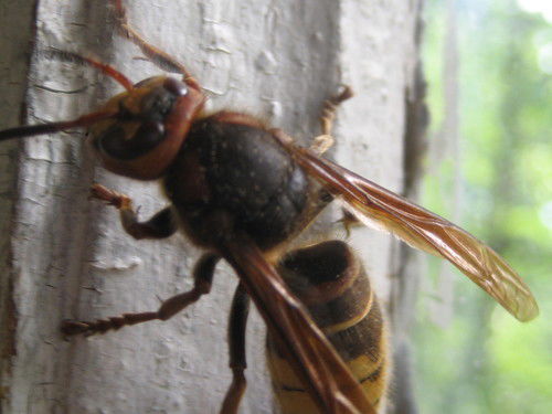 Алексей Петров