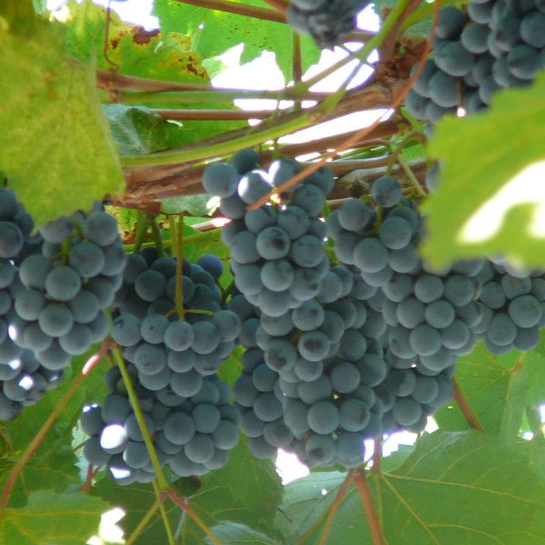 Артур Маделян