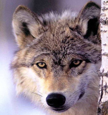 Елена Соболева