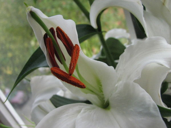 Анара Ибраева