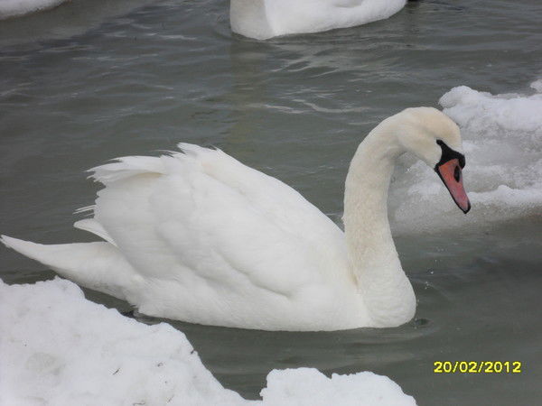 Елена Педяш