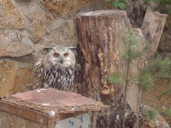 Наталья Шкаева