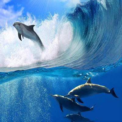 Аня Приходько