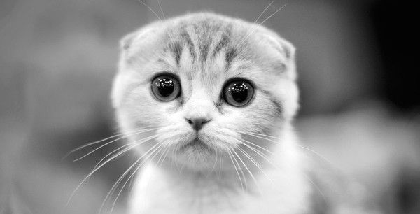 Алла Лютенко