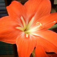 Павел Ненашев