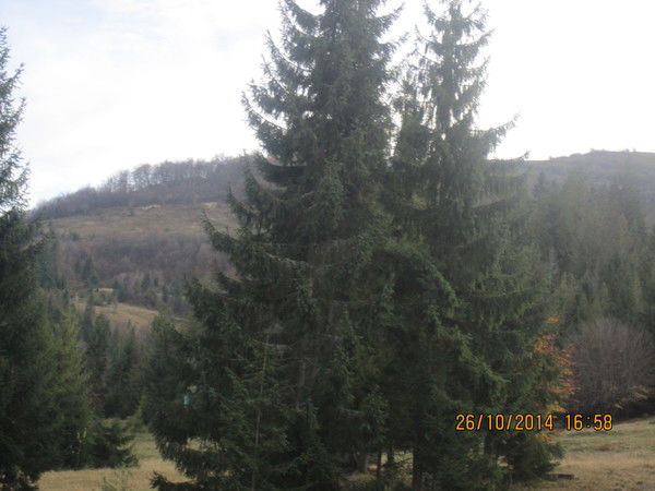 Елена Горай