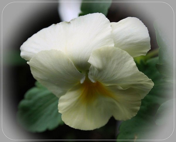 Камбур Любовь