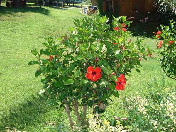 Светлана Галкина