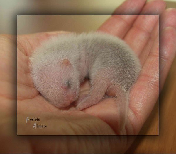 Хорьки Алматы